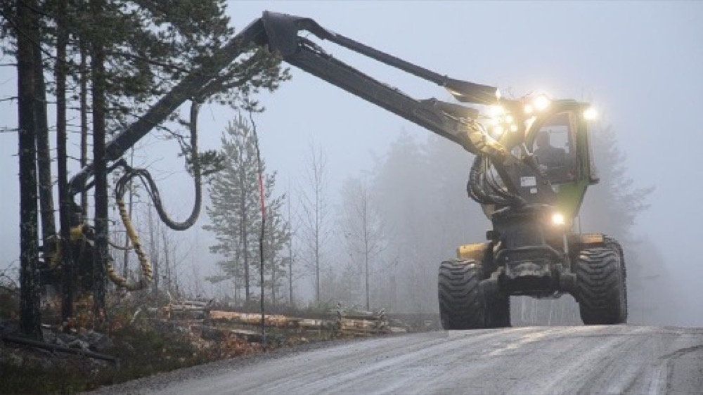 Markröjning